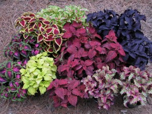 Coleus