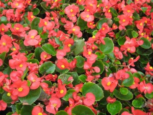 Begonias