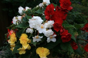 Tuberous Begonias