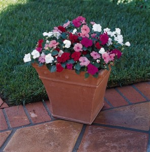 Impatiens_dazzler_mix