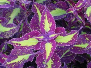 coleus11