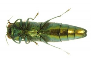 Ventral_adult_eab