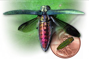 The emerald ash borer, Agrilus planipennis, is a green beetle native to Asia. In North America the emerald ash borer is an invasive species, highly destructive to ash trees in its introduced range