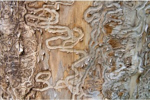 tree-care-emerald-ash-borer_10757625