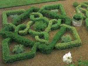 Boxwood Hedge