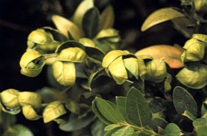 Cupping leaves indicate psyllid infestation.