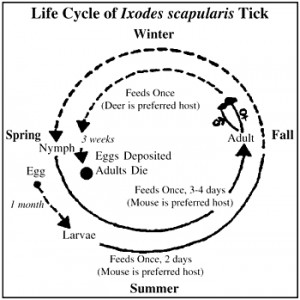 Deer Tick Lifecycle