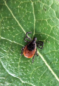 Adult deer tick