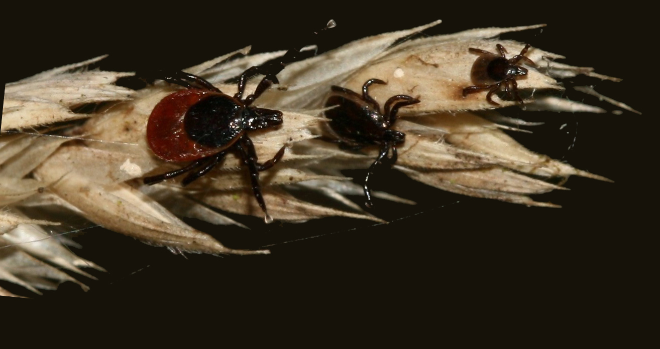 Ixodes-scapularis - the deer tick