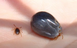 Ticks look creepy