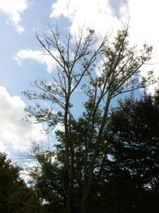 Depending on the extent of the damage, a tree can quickly succumb to the injury caused by the EAB larvae. 
