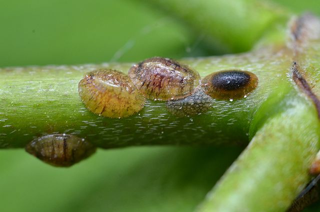 Scale Insects on Dogwood