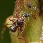 Ant feeding on "honeydew"