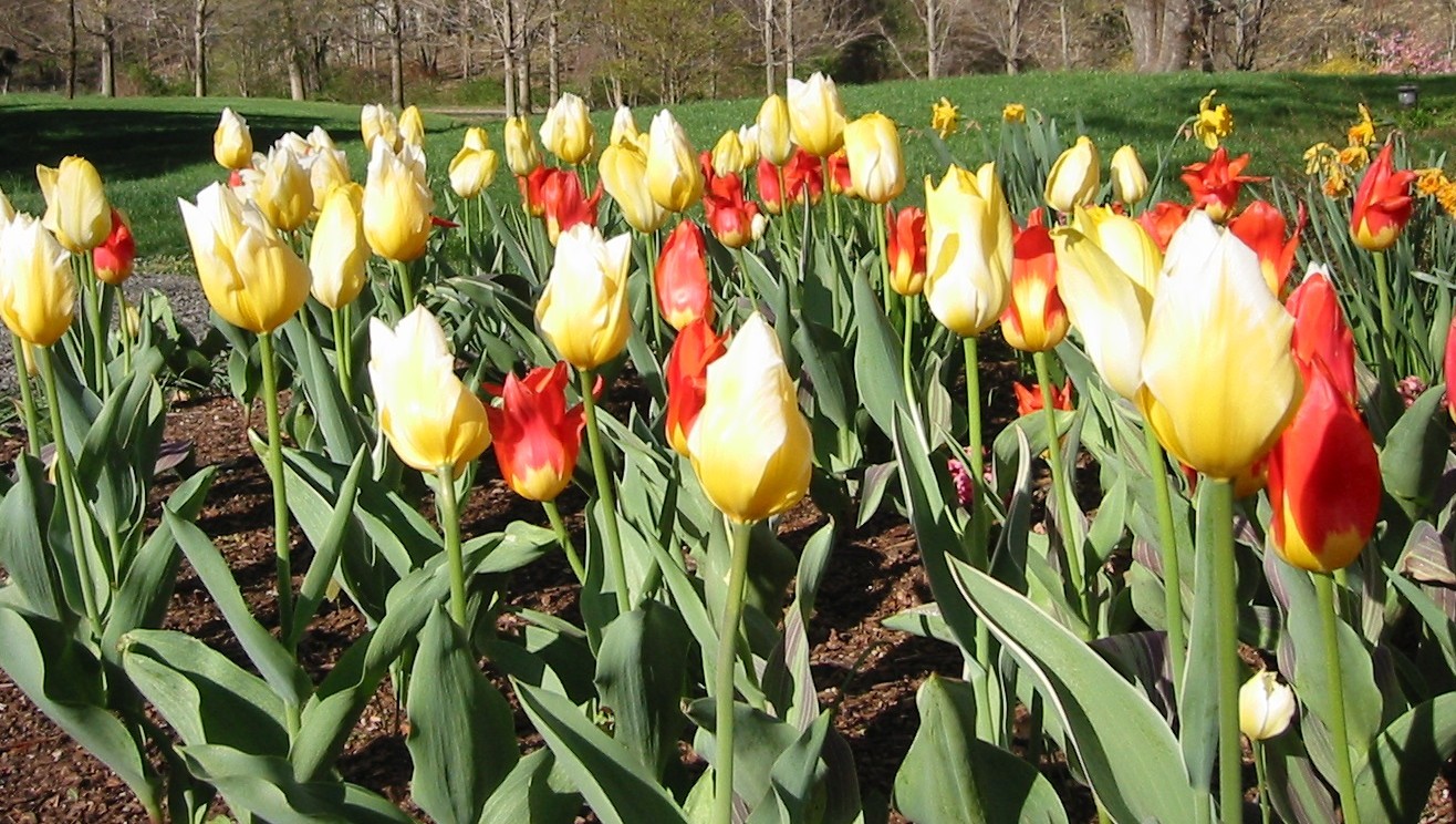 Beautiful Tulips at Redding Nursery