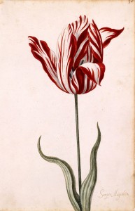 most expensive tulip sold during tulip mania