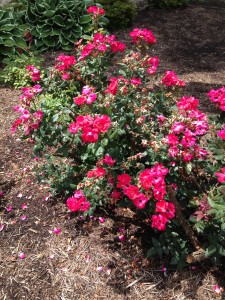 Pruning will yield a tidy shrub