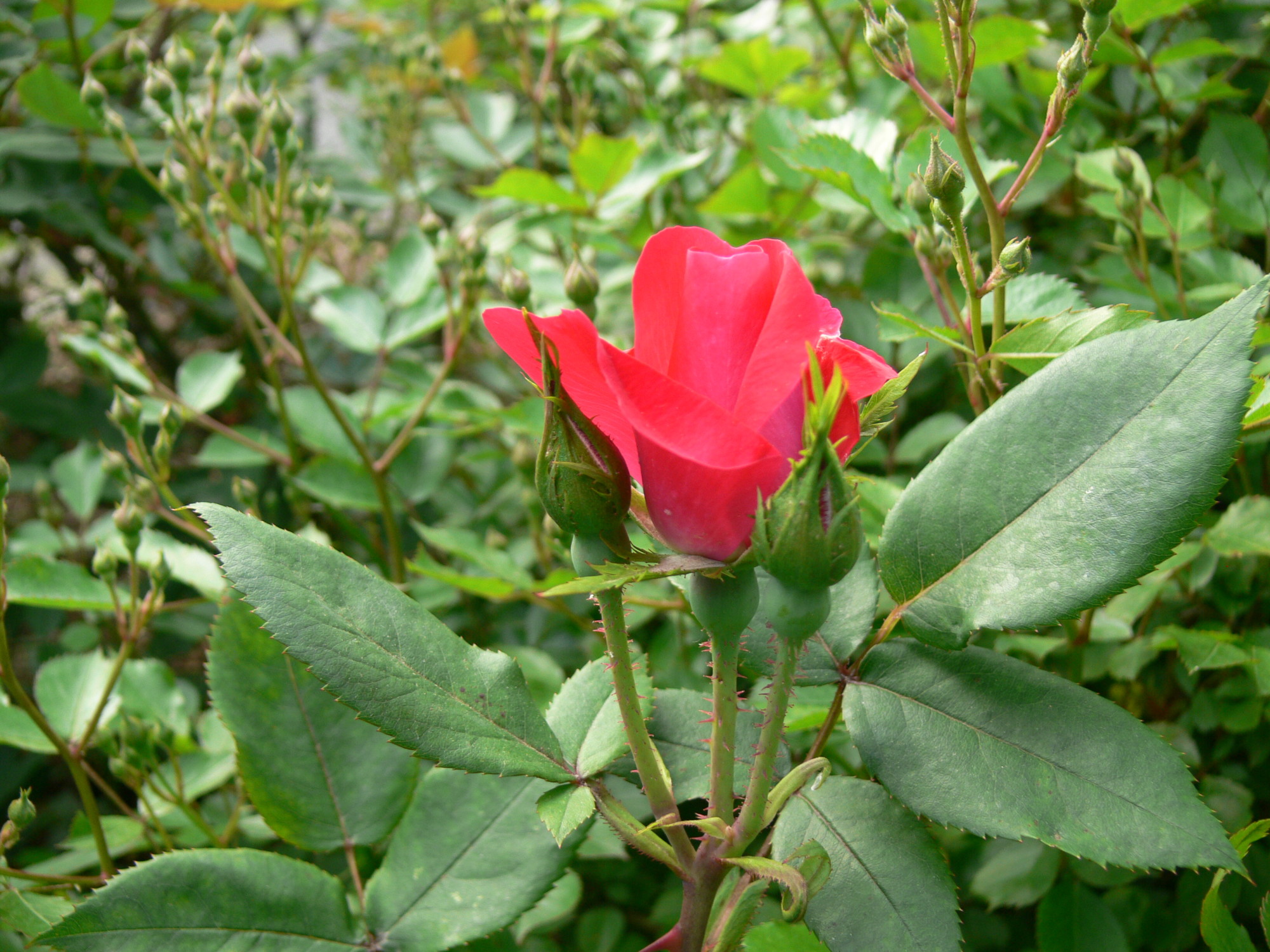 Ease of care has made this a popular rose among gardeners.