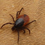 If you find a tick, don't panic but try to remove it within 15 minutes. Tick removal spoons are good to have on hand.