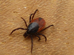 If you find a tick, don't panic but try to remove it within 15 minutes. Tick removal spoons are good to have on hand.