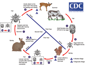 Tick control: the right product at the right time: mid-May through June.