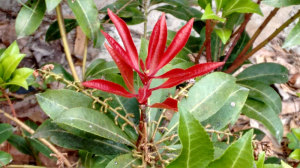 Pieris Mountain Fire, an Andromeda variant 