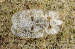 Sycamore Lace Bug by Gilles San Martin is licensed under CC SA 2.0