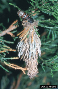 Bagworm caterpillar (Thyridopteryx ephemeraeformis) emerging from cocoon.