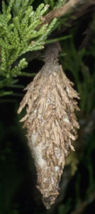 The bagworm cocoon