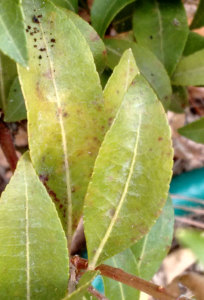 Stippled, yellow leaf; warning signs of a lace bug infestation