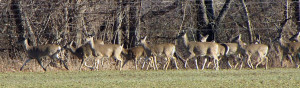 In many suburbs you may see 8 to 15 deer at a time. Photo by Dr. Sing H. Lin, 林星雄 博士