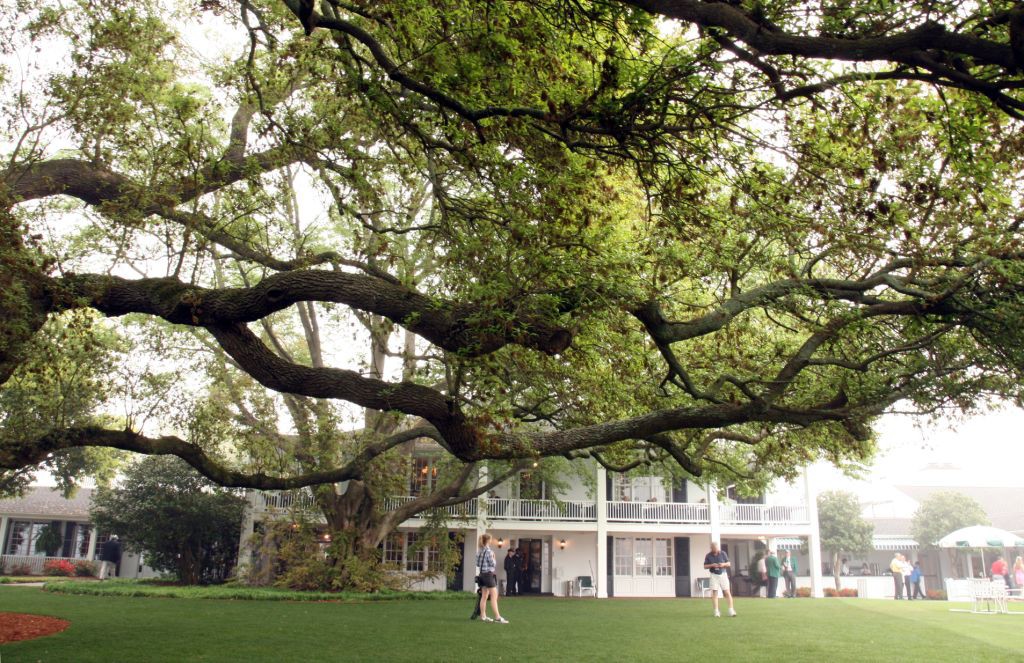 The majestic branches of this Live Oak tree provide cooling shade from the southern heat.