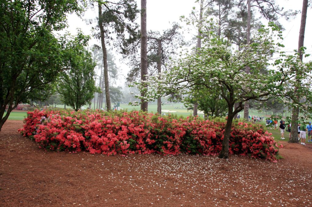 Augusta National was the site of a nursery.