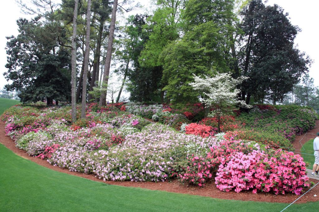 Colorful azaleas and dogwoods pop with spring color. Plantings like this are the envy of any garden enthusiast.