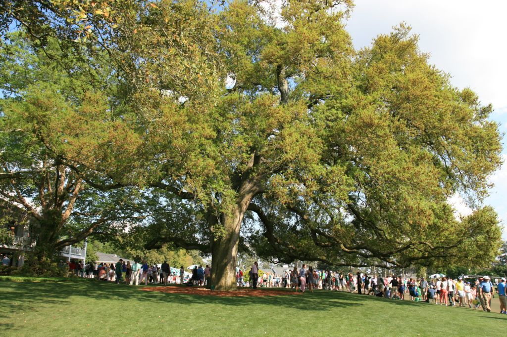 Patrons gather under the shade of this incredible Live Oak Tree on the course side of the clubhouse.