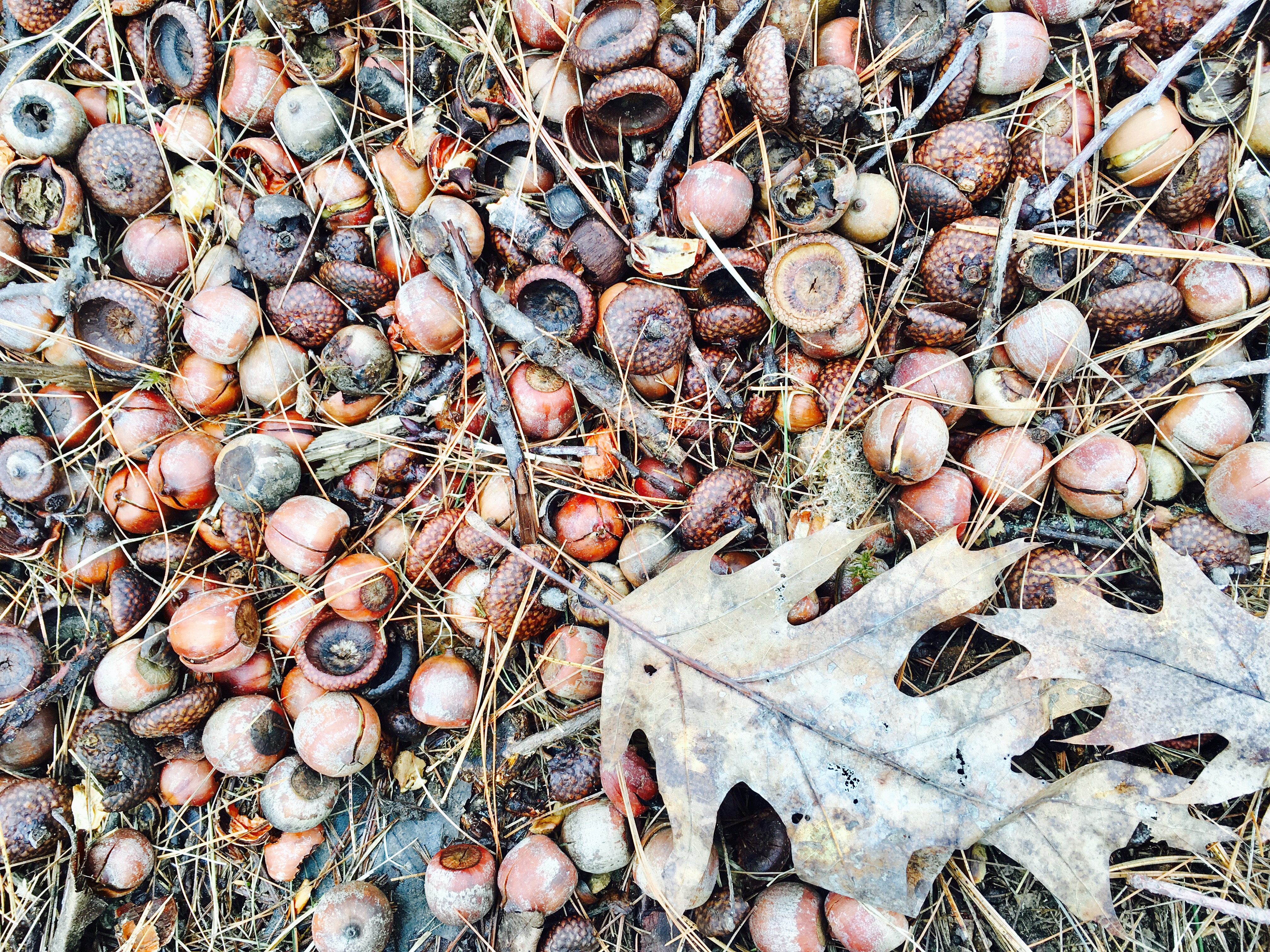 Acorns are a favorite deer food. Reforestation has provided deer with ideal habitat and food.