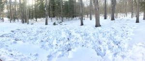 A herd of 12 deer frolicked and foraged through dense snow to enjoy this February meal.