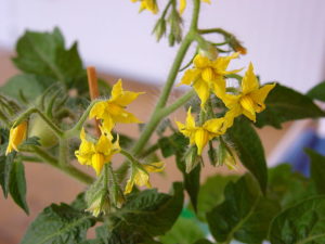 Tomato blossoms