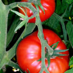  Tomatoes on the bush (from en:) Taken by en:User:Fir0002 {{GFDL}}