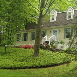 Pachysandra stays put. You never see lone sprouts migrating through the lawn.