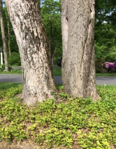 Volutella Blight results in brown and sparse leaves.